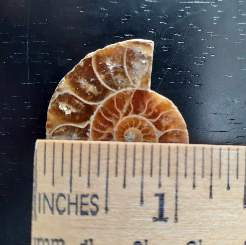Ammonite Fossil - image 7